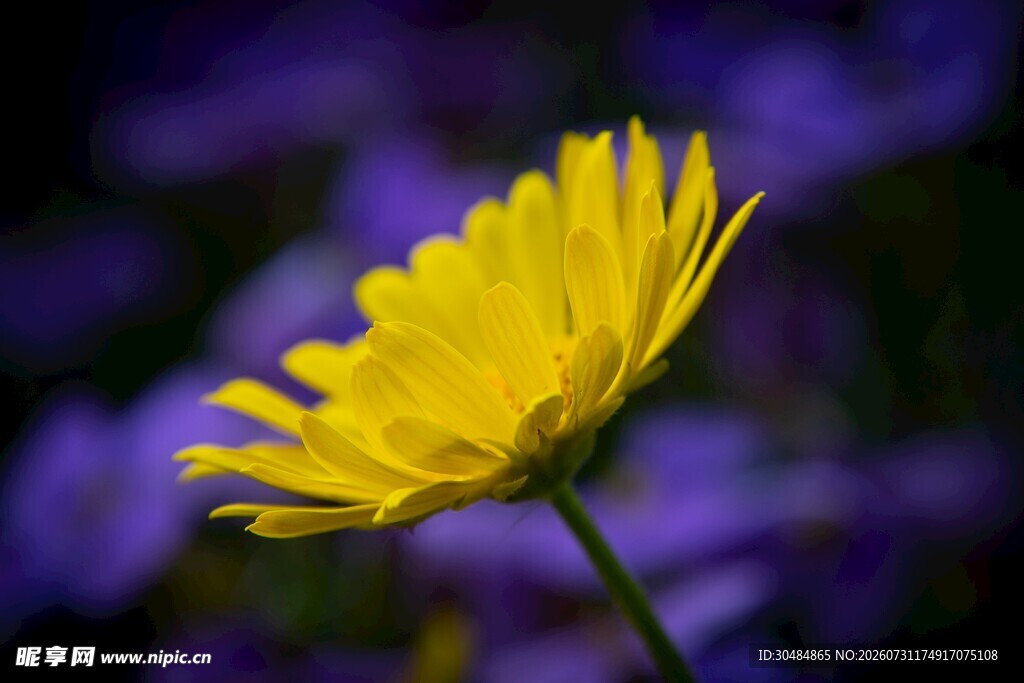 黄色菊花 
