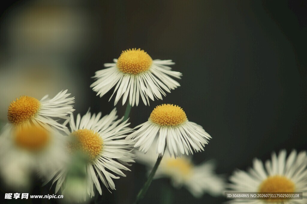 小白菊