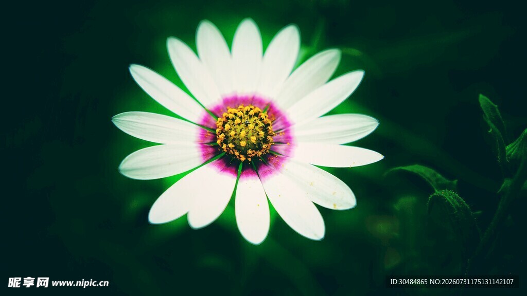 雏菊