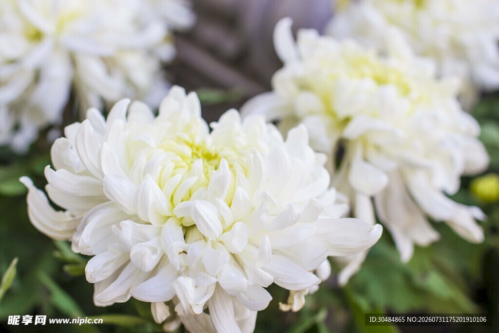 菊花 