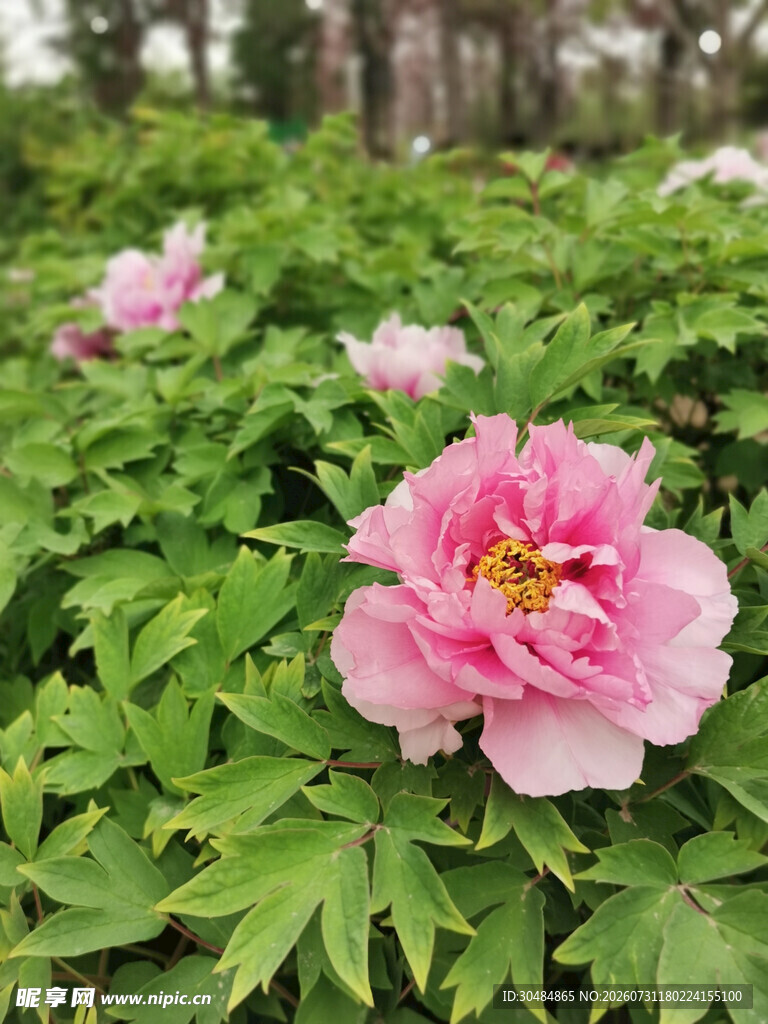 牡丹花 