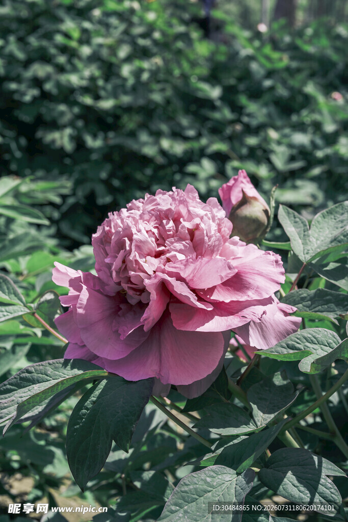 粉色牡丹花