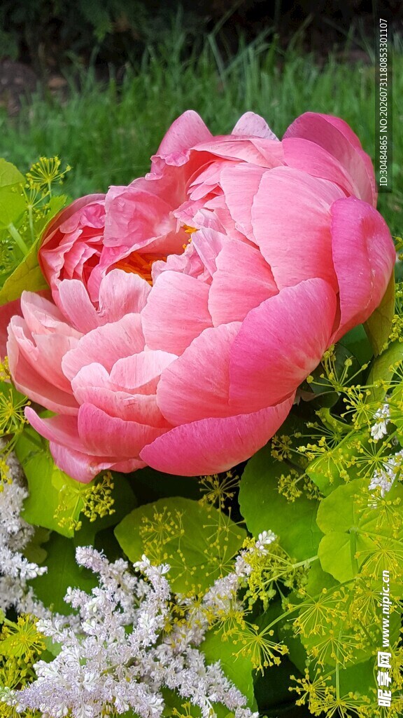 牡丹花 