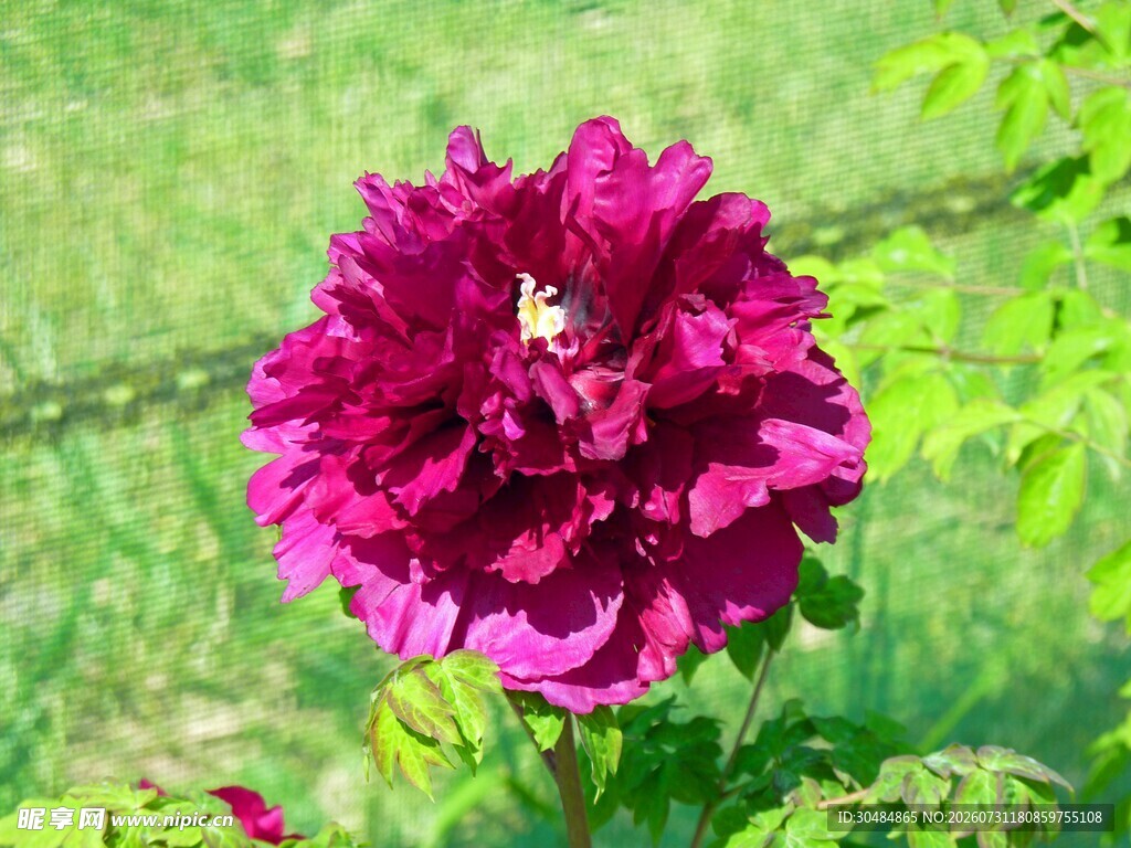 牡丹花 