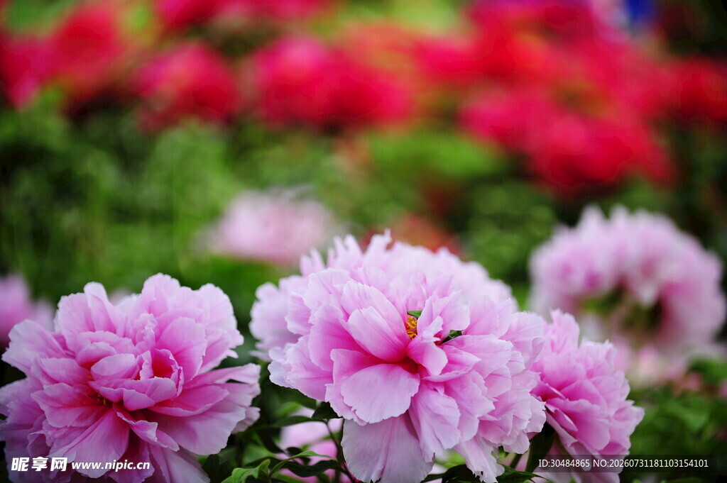 牡丹花