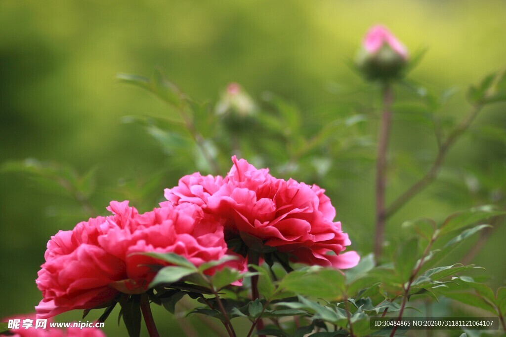 粉色牡丹花