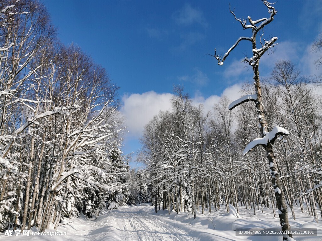 冬日雪林美景