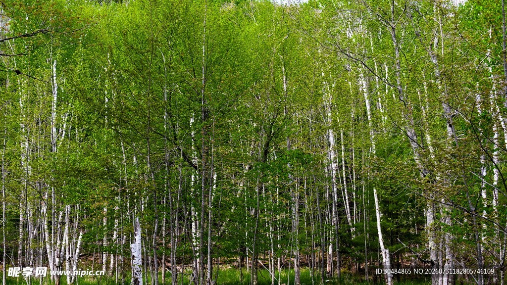 翠绿桦树林景观