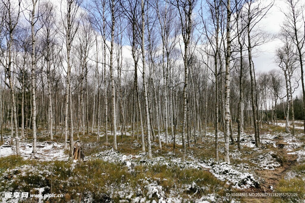冬日树林雪景