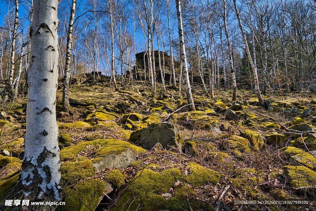 林间苔藓覆盖的岩石风景