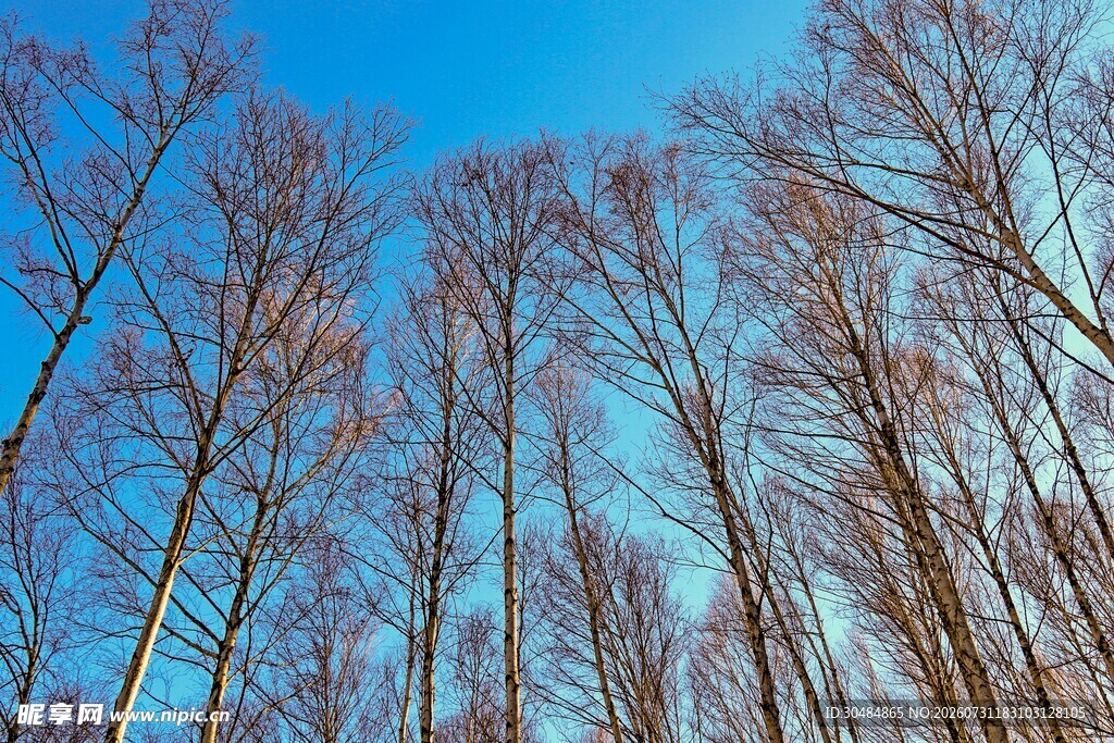 冬日挺拔枯树林景观