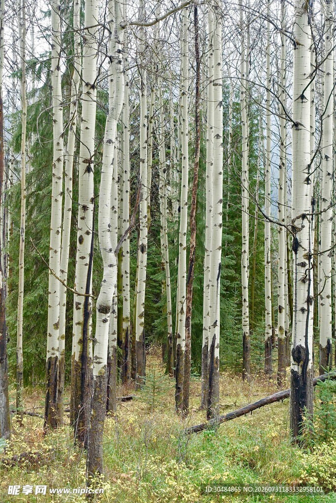 茂密白杨树林景观