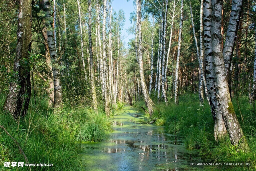 林间小溪