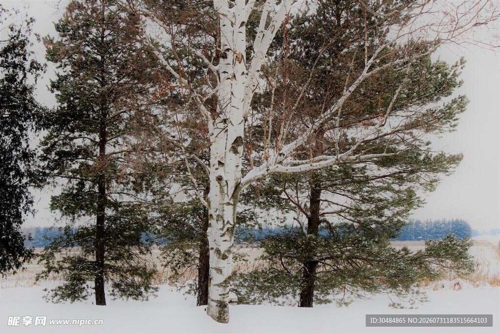 冬日雪覆白桦林美景