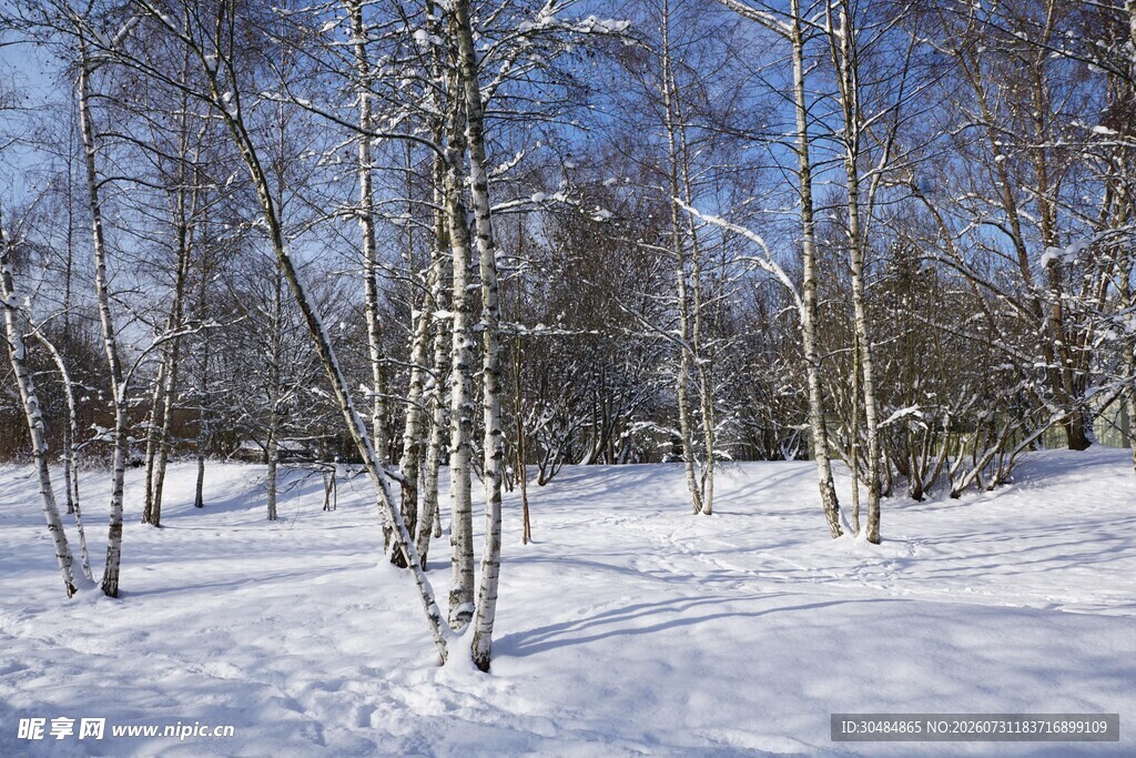 冬日雪林景色