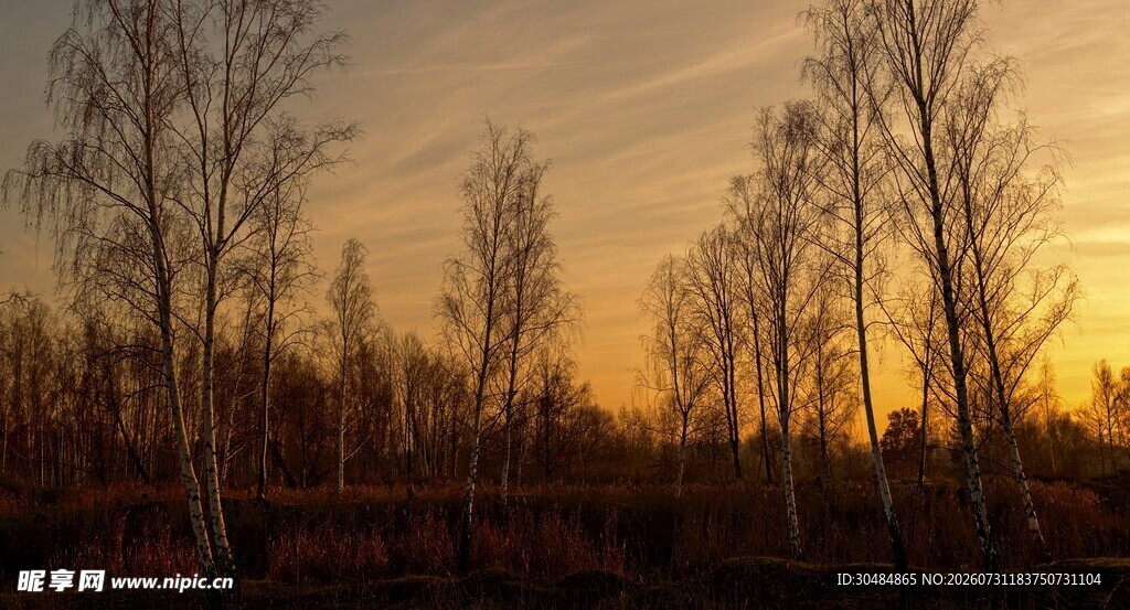 夕阳下的白桦林美景