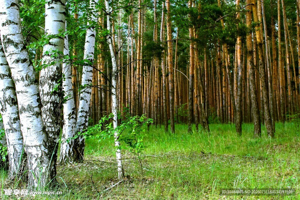 白桦林风景