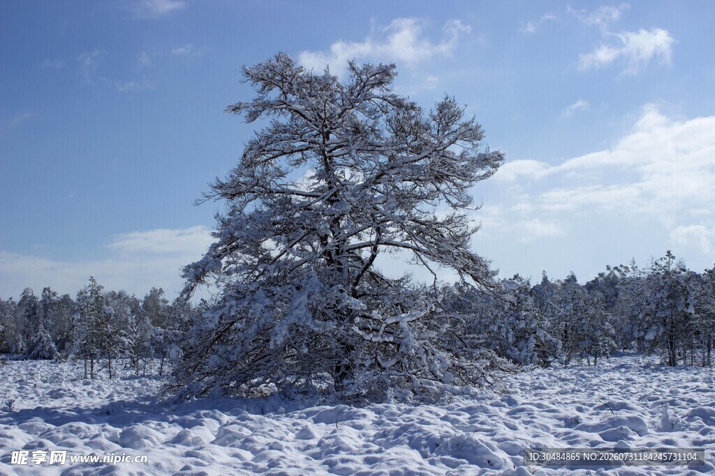雪覆孤树的冬日美景