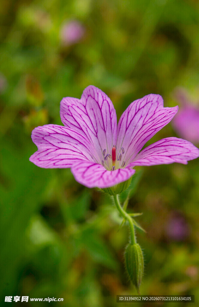 娇艳粉色花朵特写