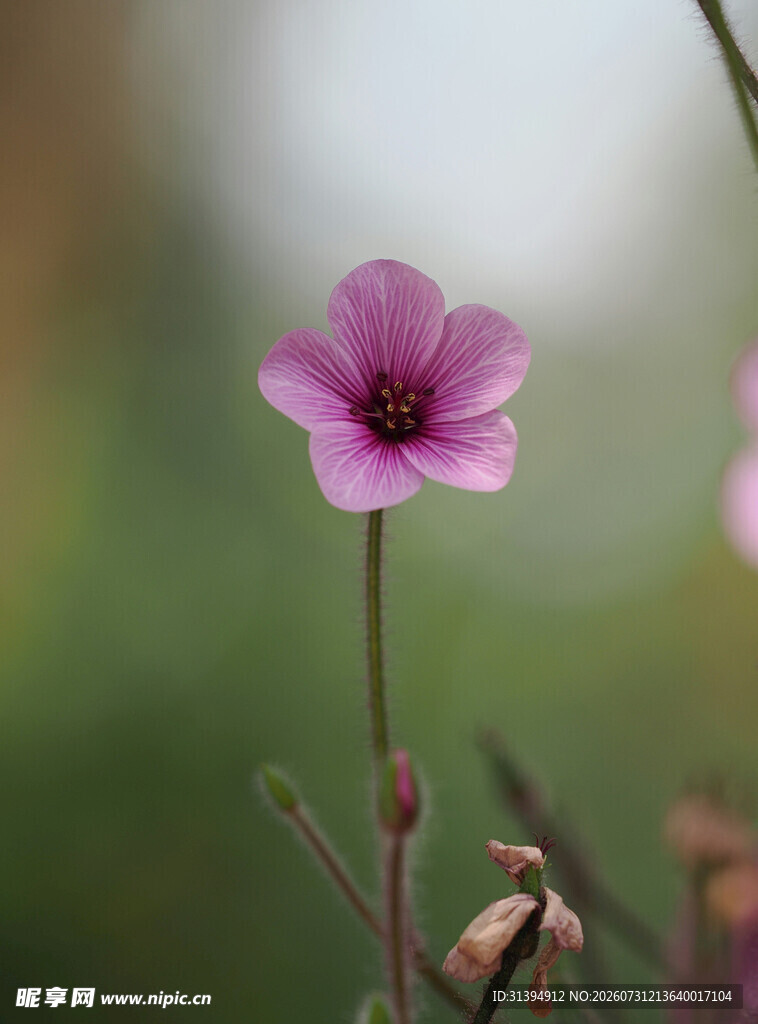 单朵粉色小花特写