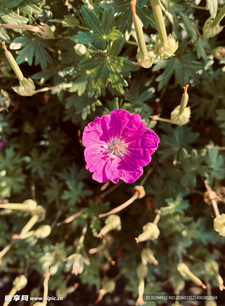 娇艳粉色花朵绽放绿植间