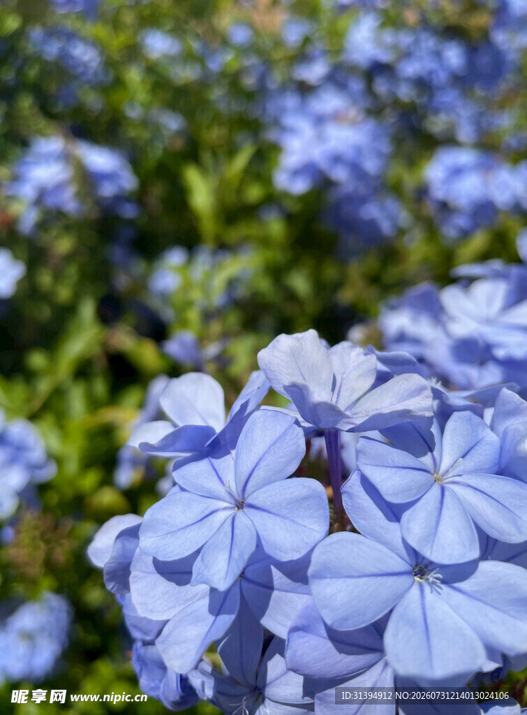 蓝花绽放的美丽景致