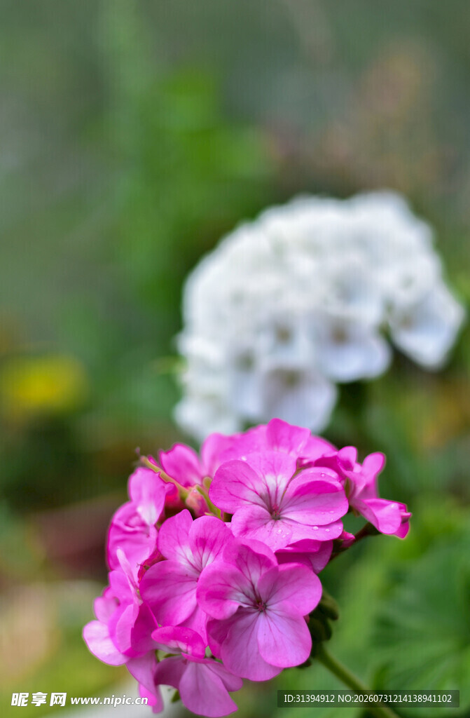 娇艳粉花与素雅白花