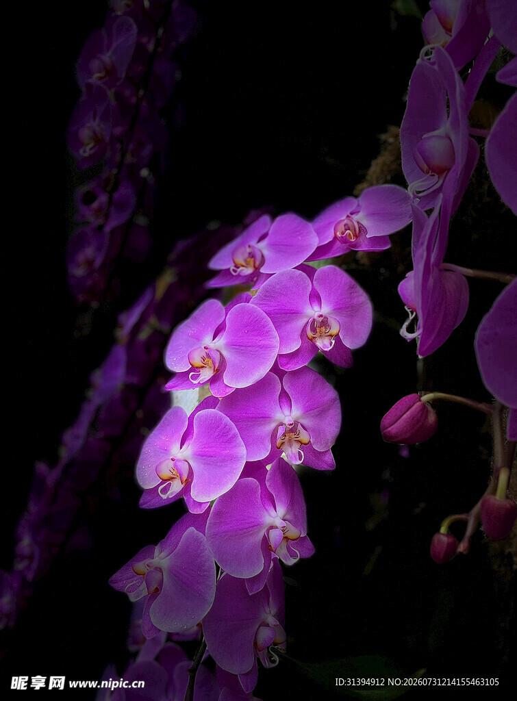 紫色烂漫兰花绽放
