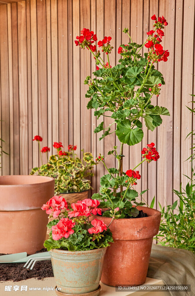 多彩盆栽装点室内小天地