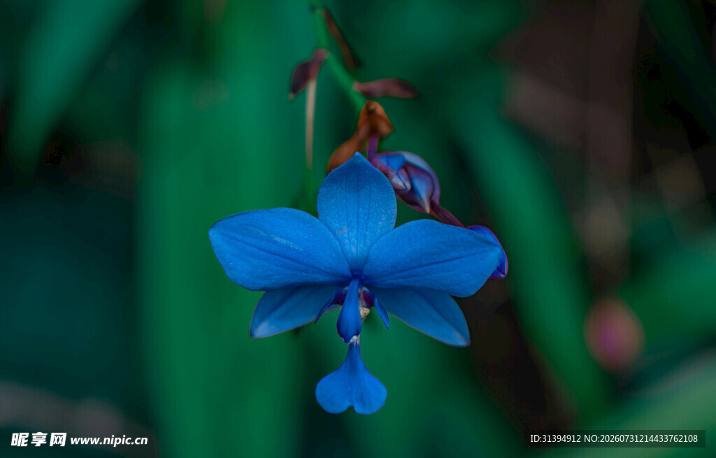 蓝色奇异花朵特写