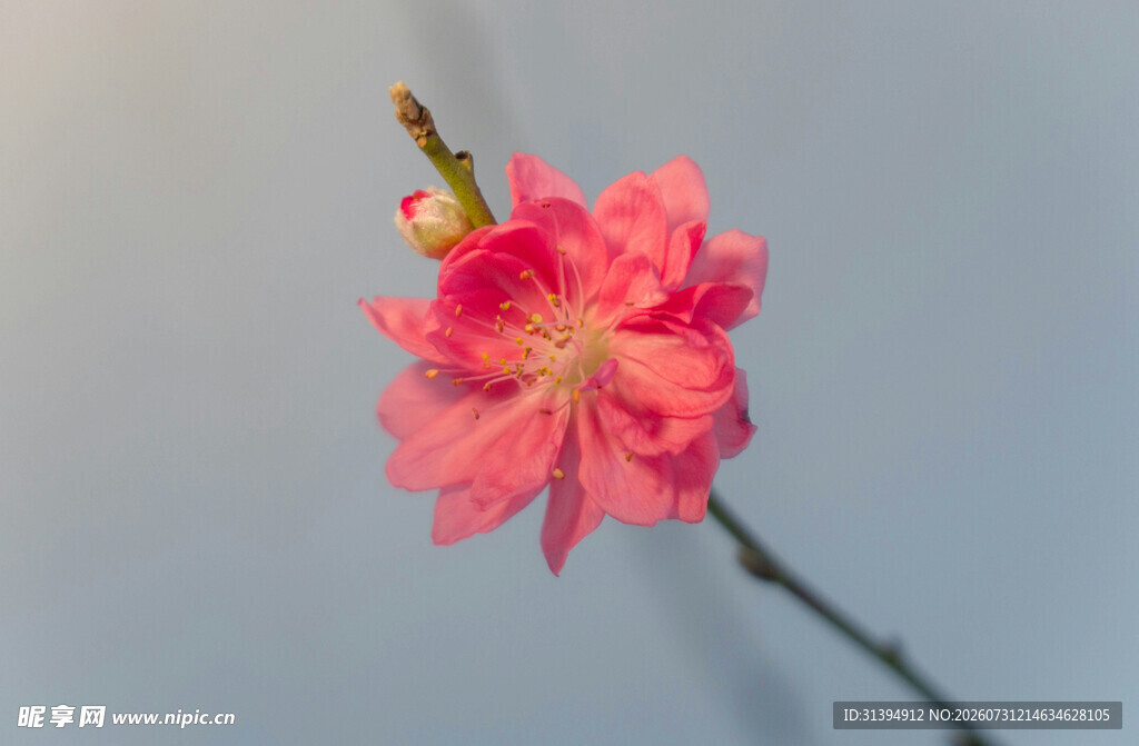 娇艳桃花特写
