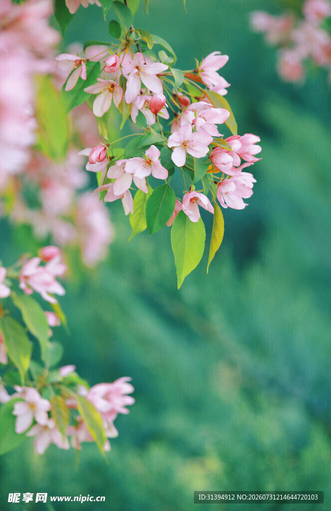 枝头绽放的粉嫩美丽花朵