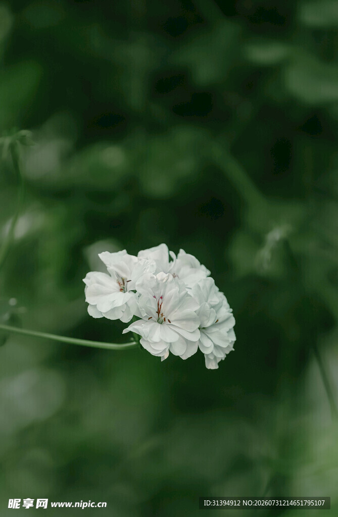 白色小花绽放于绿意间