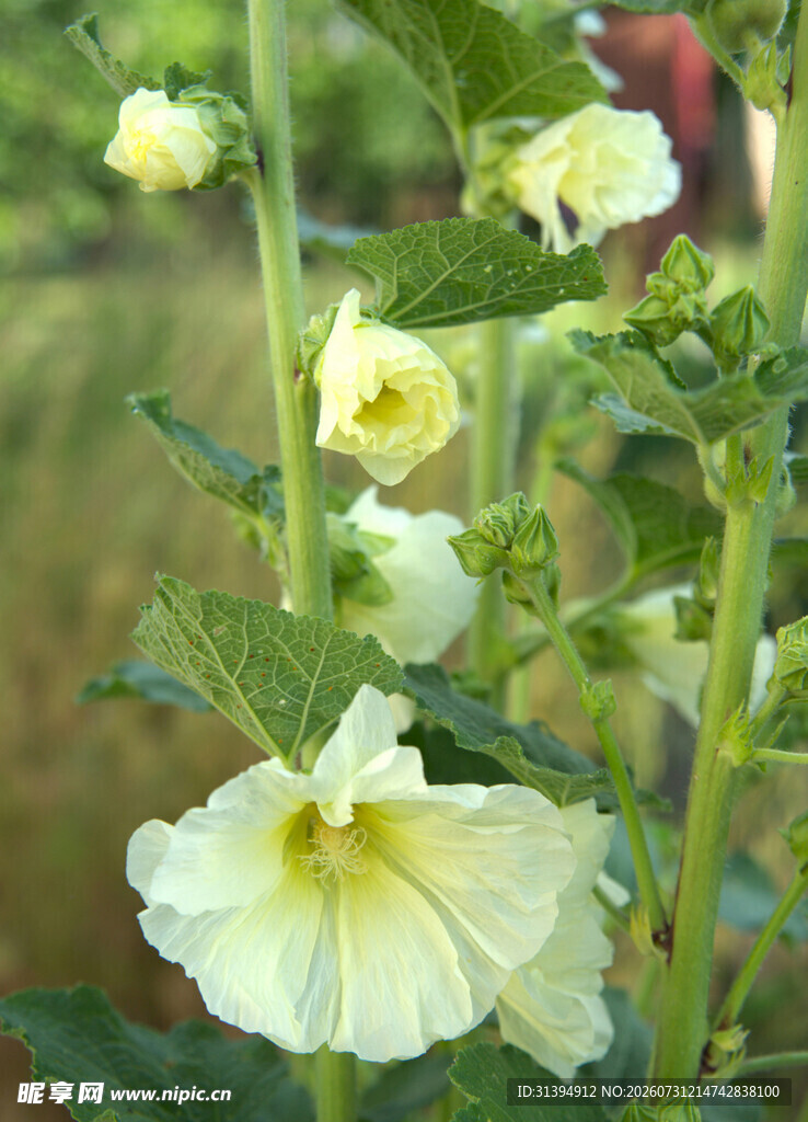 绽放的淡黄毛蕊花
