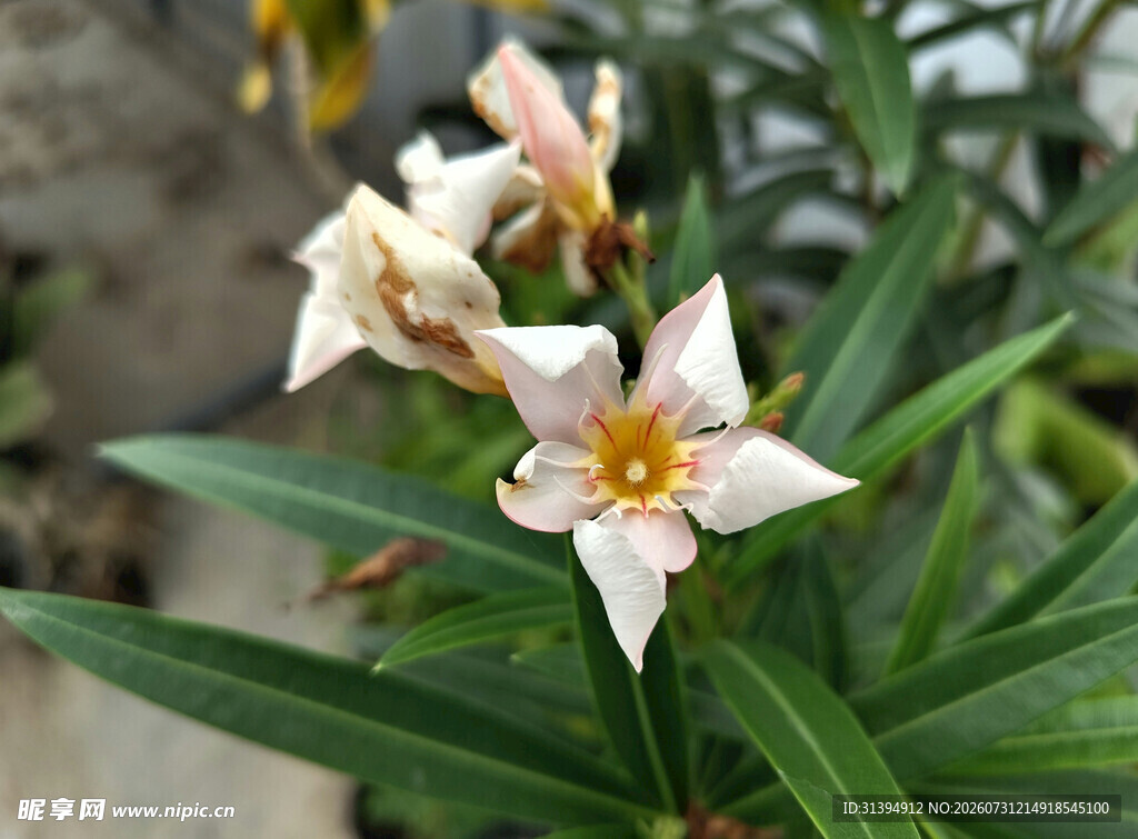 素雅夹竹桃花朵特写