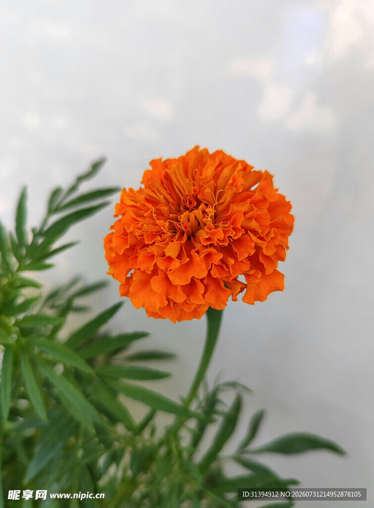 橙色万寿菊特写