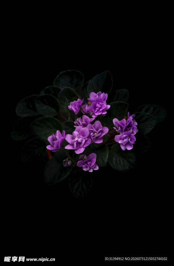 黑色背景下的紫色花卉
