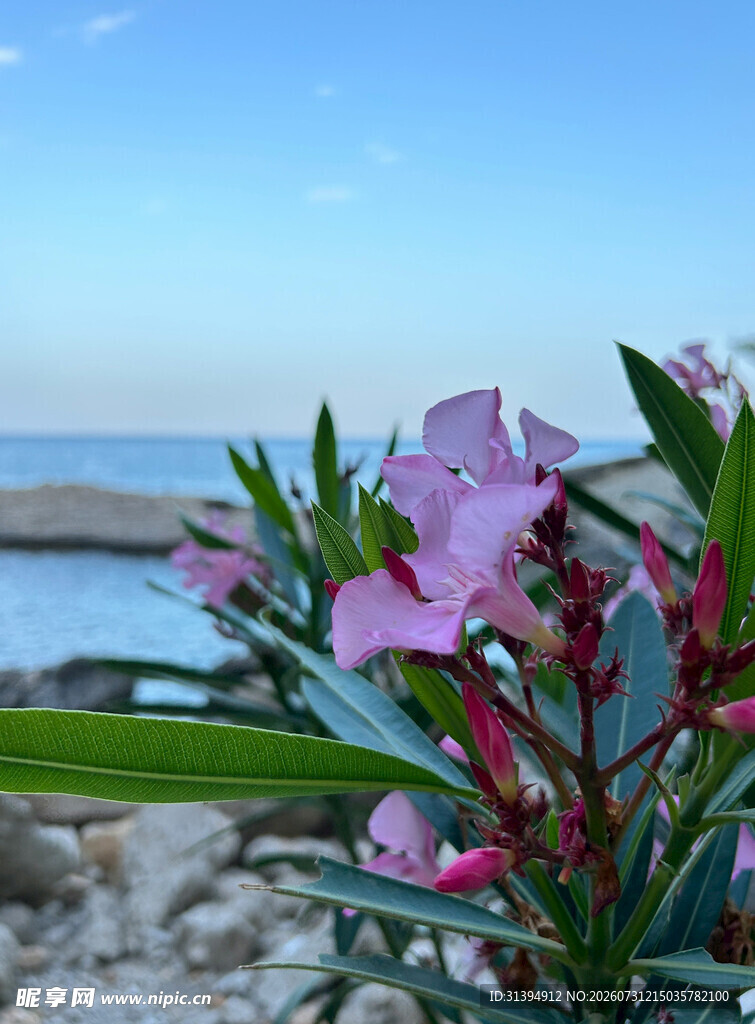 海边绽放的娇艳粉色花朵