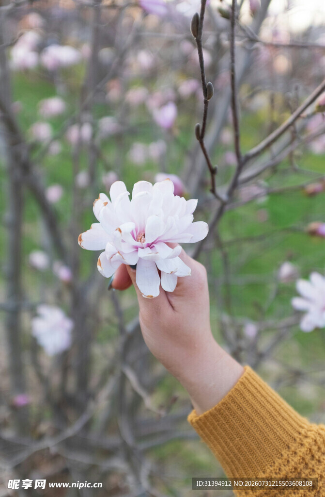 手揽玉兰花邂逅春日浪漫