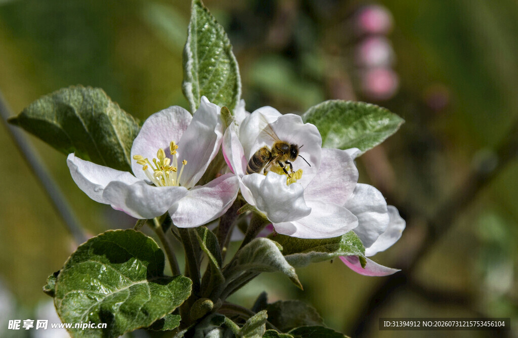 蜜蜂采蜜于盛开苹果花