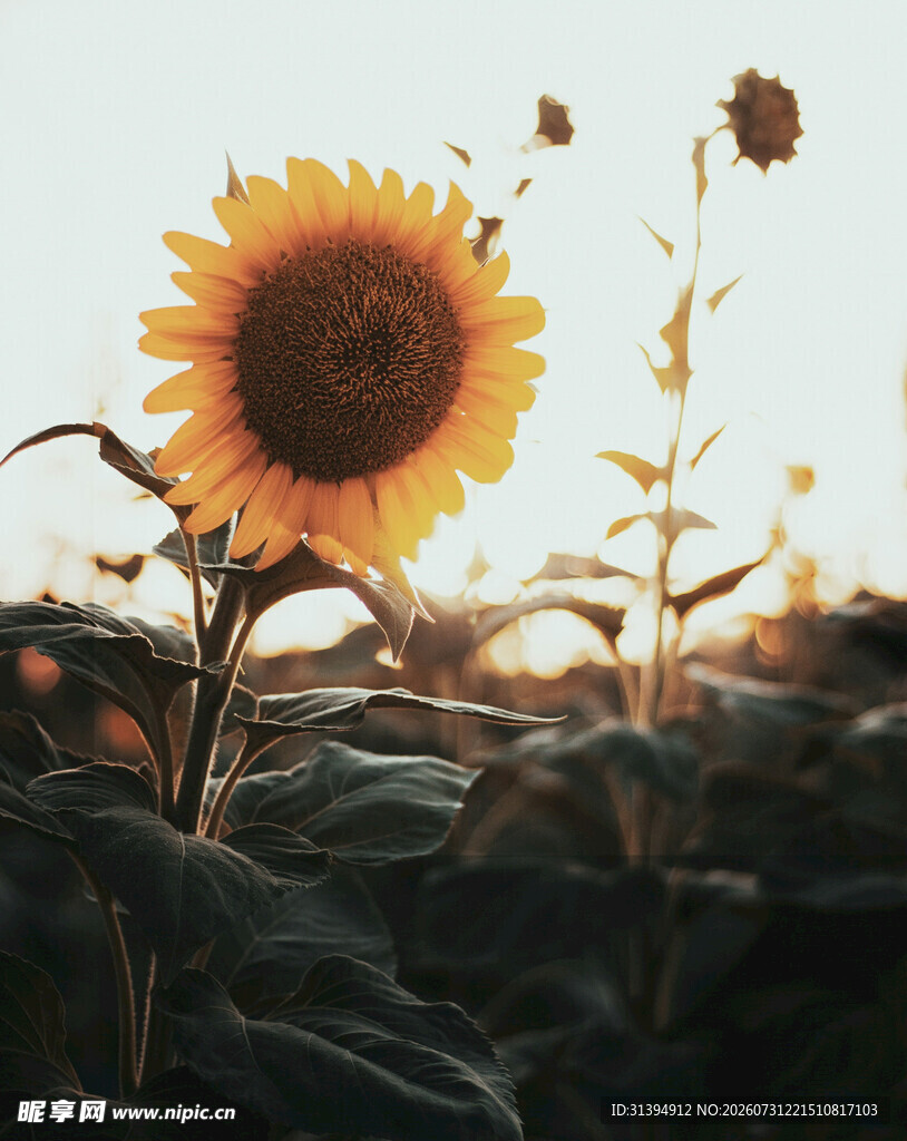 夕阳下的向日葵