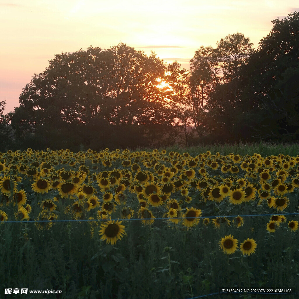 夕阳下的向日葵花海