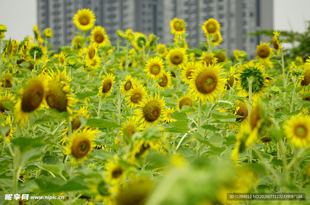 向日葵花海与城市背景