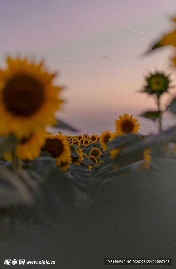 夕阳下的向日葵花海