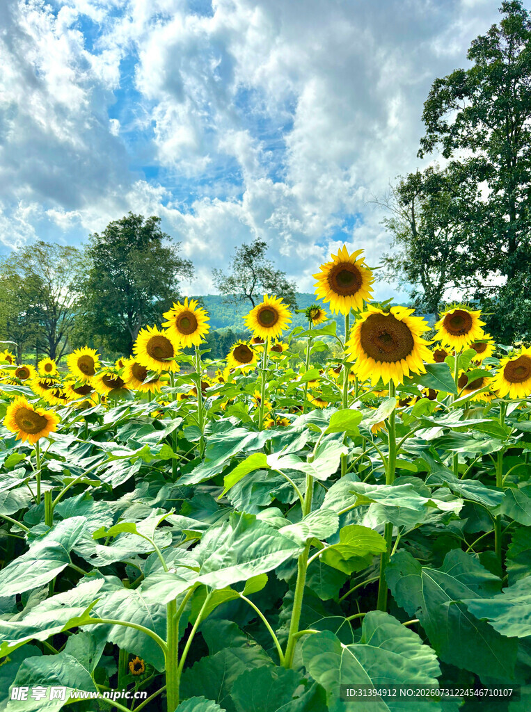 向日葵花海夏日田园美景