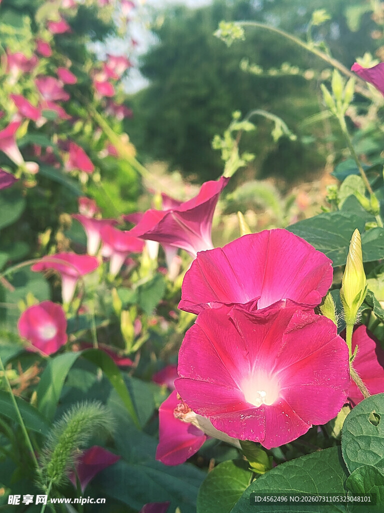 娇艳绽放的粉色牵牛花