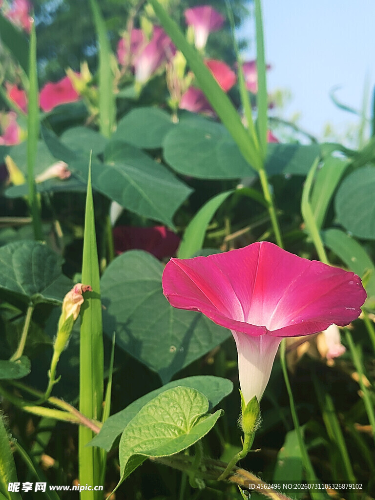 娇艳绽放的粉色牵牛花