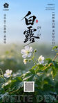 白露时节