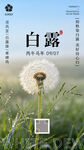 白露时节
