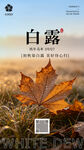 白露时节